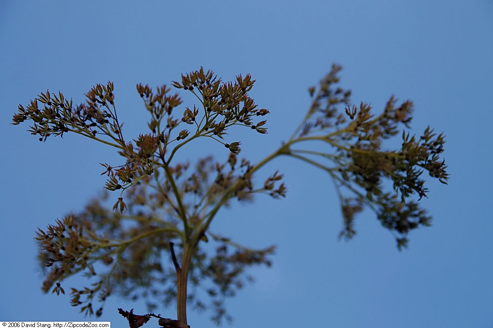 tužebník nachový 'Magnifica' (Filipendula rubra 'Magnifica')