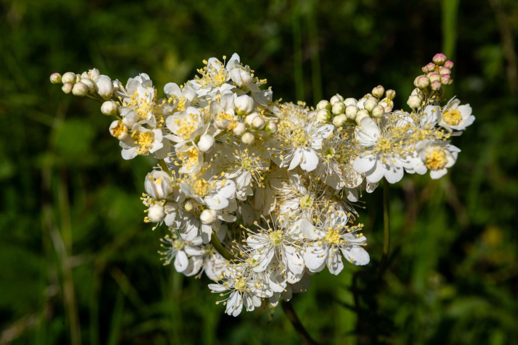 tužebník plnokvětý (Filipendula hexapetala var. flore pleno)