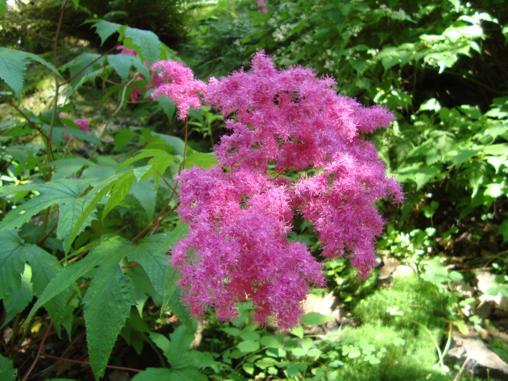 tužebník purpurový (Filipendula purpurea)