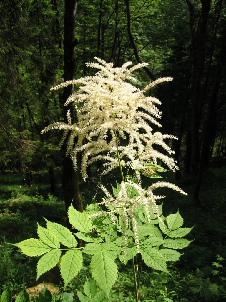 udatna dvoudomá (Aruncus dioicus)