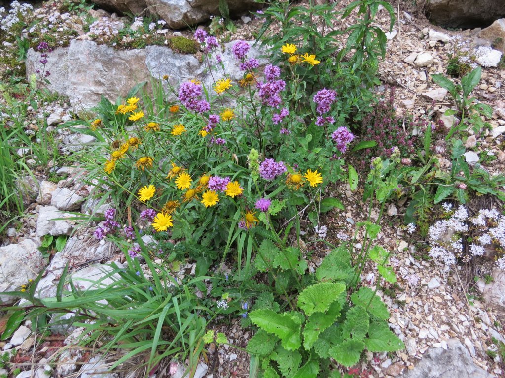 volovec vrbolistý (Buphthalmum salicifolium)