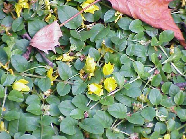 vrbina penízková (Lysimachia nummularia)