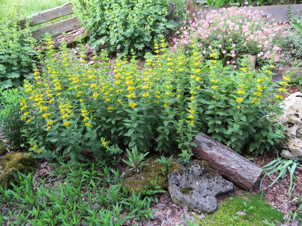 vrbina tečkovaná (Lysimachia punctata)