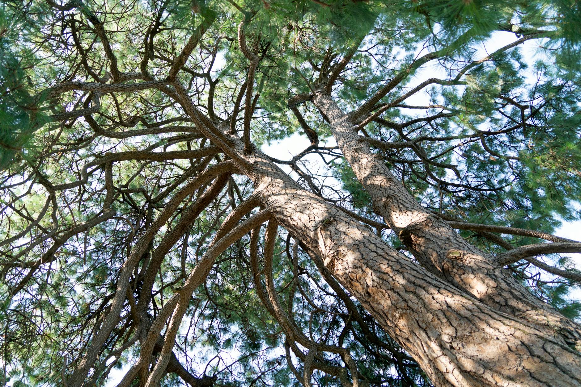 Morfologie dřevin: růstové formy, větvení a nomenklatura 5 Základy botanické nomenklatury a důvody používání latinských jmen