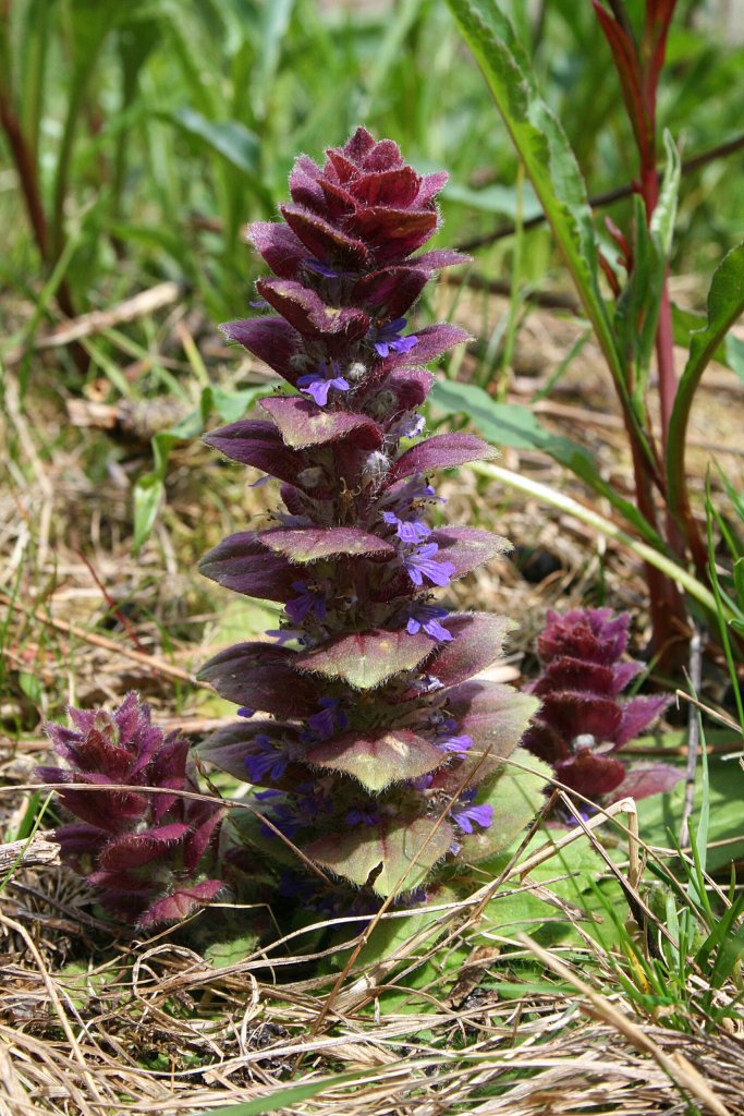 zběhovec jehlancovitý (Ajuga pyramidalis)