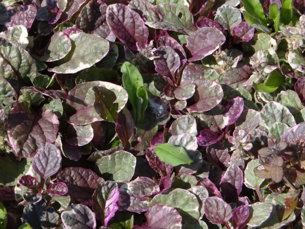zběhovec plazivý 'Burgundy Glow' (Ajuga reptans 'Burgundy Glow')