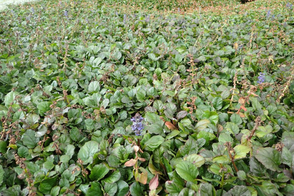 zběhovec plazivý 'Jungle Beauty' (Ajuga reptans 'Jungle Beauty')