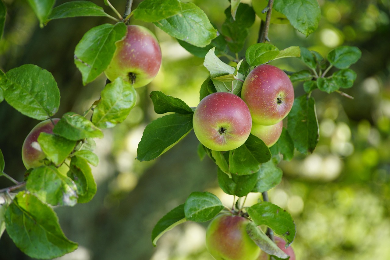 Zdravotní a bezpečnostní řez vzrostlých stromů
