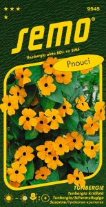 Tunbergie Černooká Zuzana - oranžová S OKEM - pnoucí