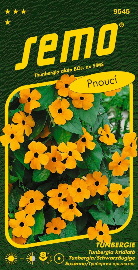 Tunbergie Černooká Zuzana - oranžová S OKEM - pnoucí