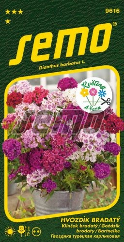 Hvozdík bradatý Fragrance - k řezu, 70 cm
