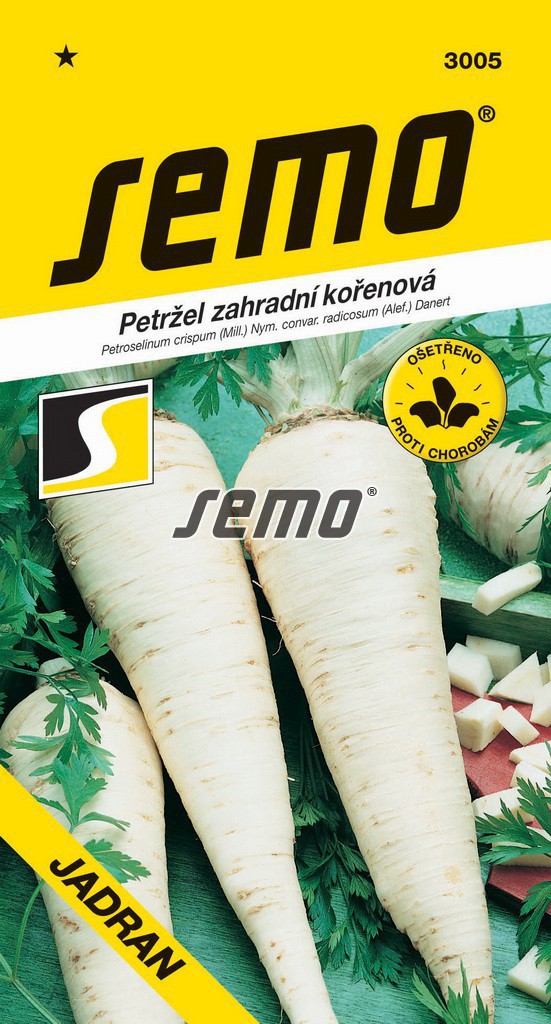 Petržel zahradní kořenová Jadran - středně raná