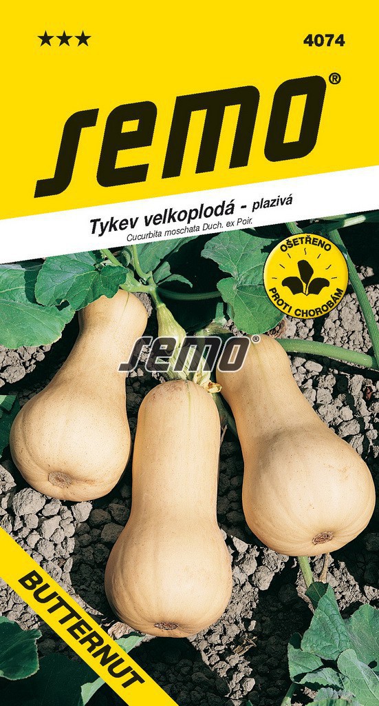 Tykev muškátová BUTTERNUT