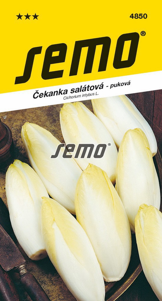 Čekanka puková MECHELSE MIDELLVROEG