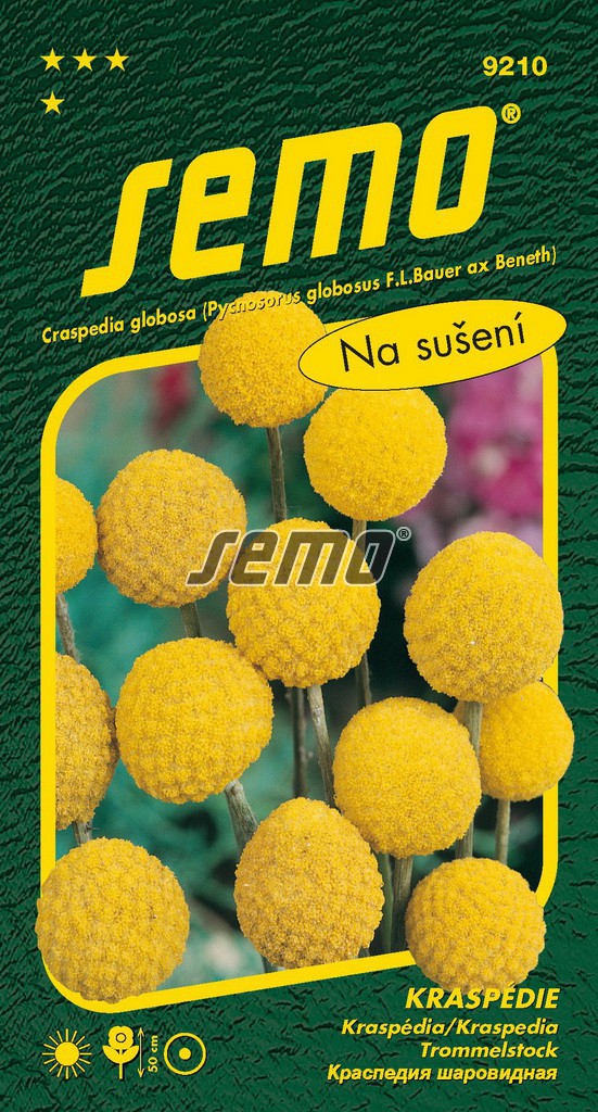 Kraspédie Billy Buttons - na sušení, dekorativní