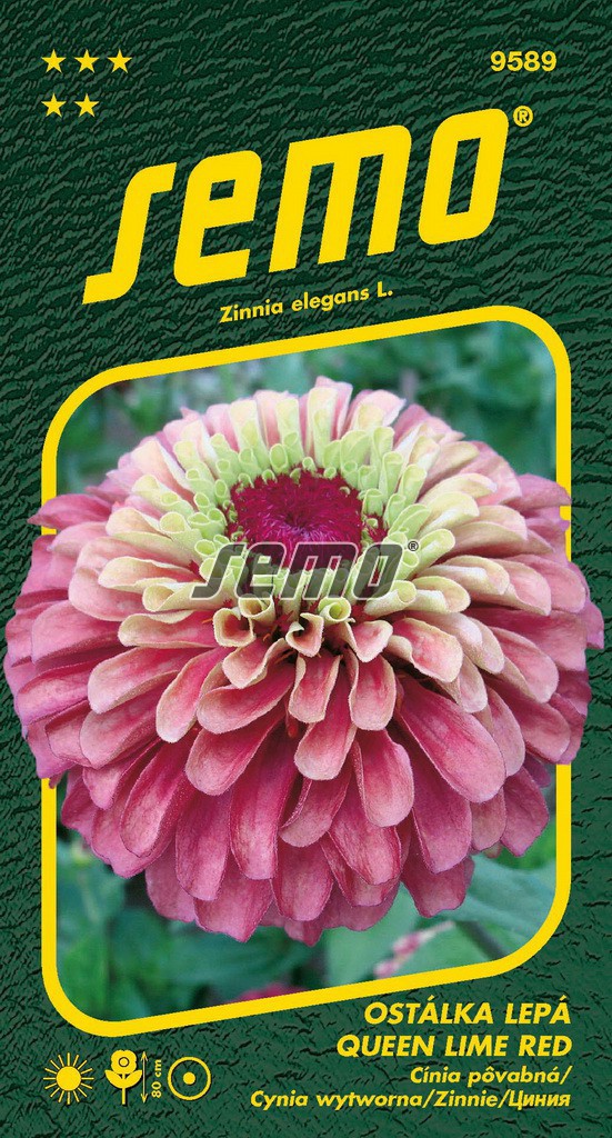 Ostálka lepá QUEEN LIME RED - 80 cm