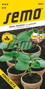Tykev k roubování okurek FÍKOLISTÁ - podnož k roubování okurek