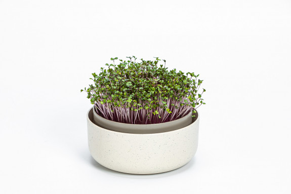 Klíčící miska MICROGREENS - slonová kost s kávovou sedlinou