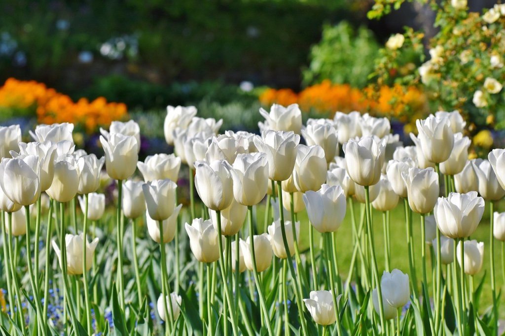 sklizeň cibulí tulipánů