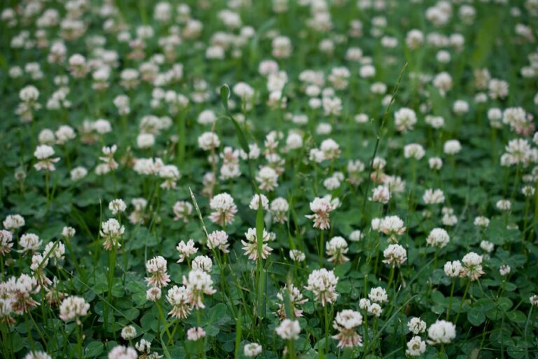 Nejčastější plevely v trávníku a jak se jich zbavit 4 Jetel plazivý (Trifolium repens) s bílými kulovitými hlávkami a trojčetnými listy v trávníku