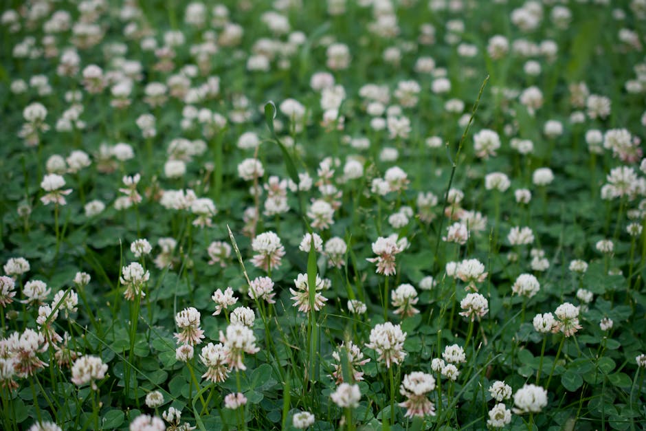 Jetel plazivý (Trifolium repens)