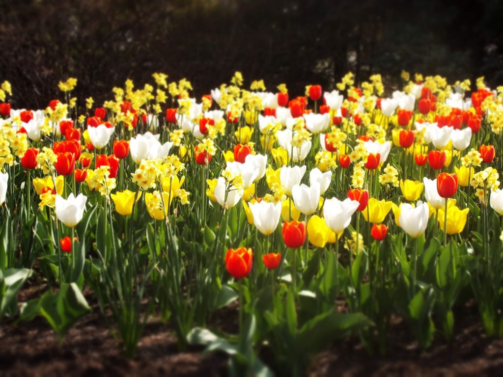 odrůdy tulipánů
