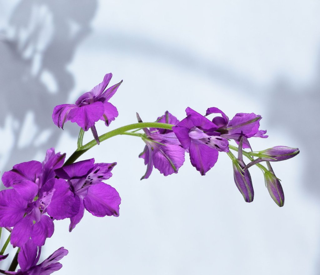 ostrožka Delphinium