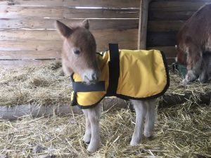 Deka pro pony hříbě – na míru