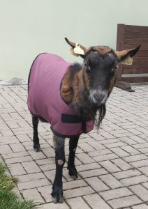 Deka pro kozu/kůzlata – velikost M