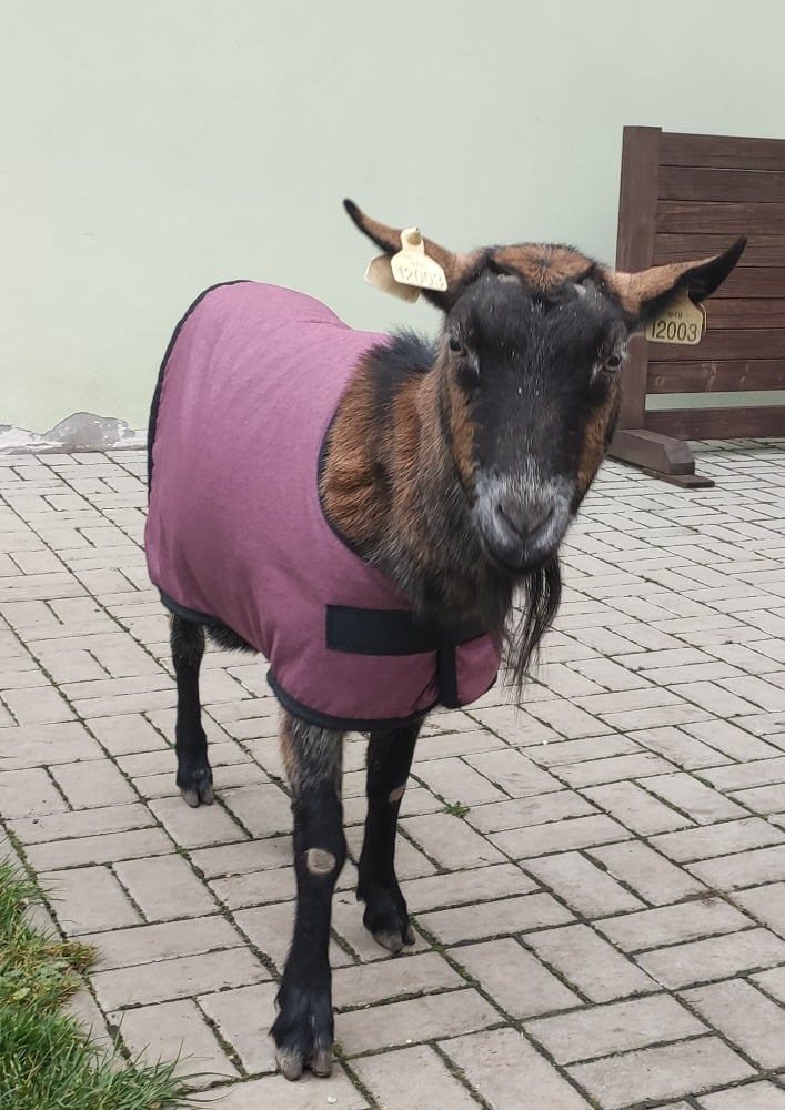 Deka pro kozu/kůzlata – velikost M