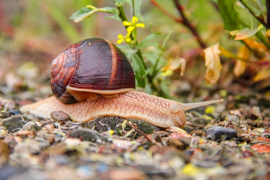 ochrana proti slimákům