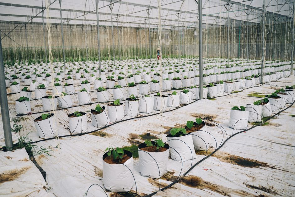 Závlaha ve skleníku: teplota vody, kapková závlaha a úprava tvrdosti