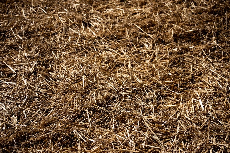 Vyvýšený záhon: rozměry, náplň a stavba krok za krokem 6 Záhon přikrytý na zimu vrstvou slámy
