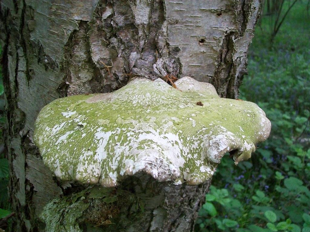Březovník obecný