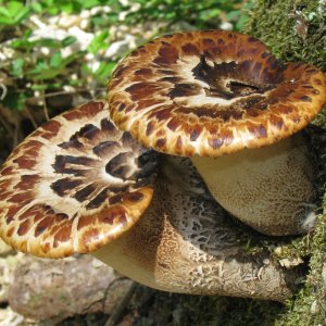 Choroš šupinatý