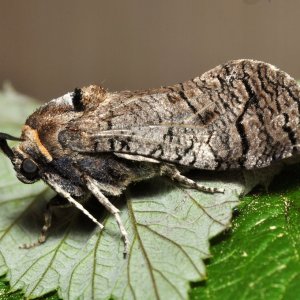 Drvopleň obecný, drvopleň hrušňový a nesytka sršňová