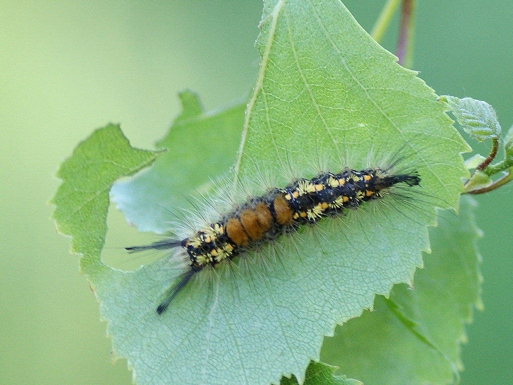 Štětconoši na stromech: trnkový, ořechový, borůvkový a jedlový 8 Štětconoš borůvkový