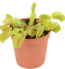 2021-02-23_17-39-42.png mucholapka podivná