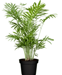 2021-02-28_14-45-29.png pokojová rostlina Chrysalidokarpus nažloutlý