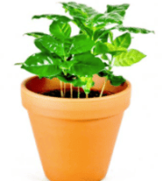 2021-02-28_14-48-14.png pokojová rostlina Kávovník