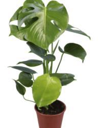 2021-02-28_14-51-59.png pokjová rostlina