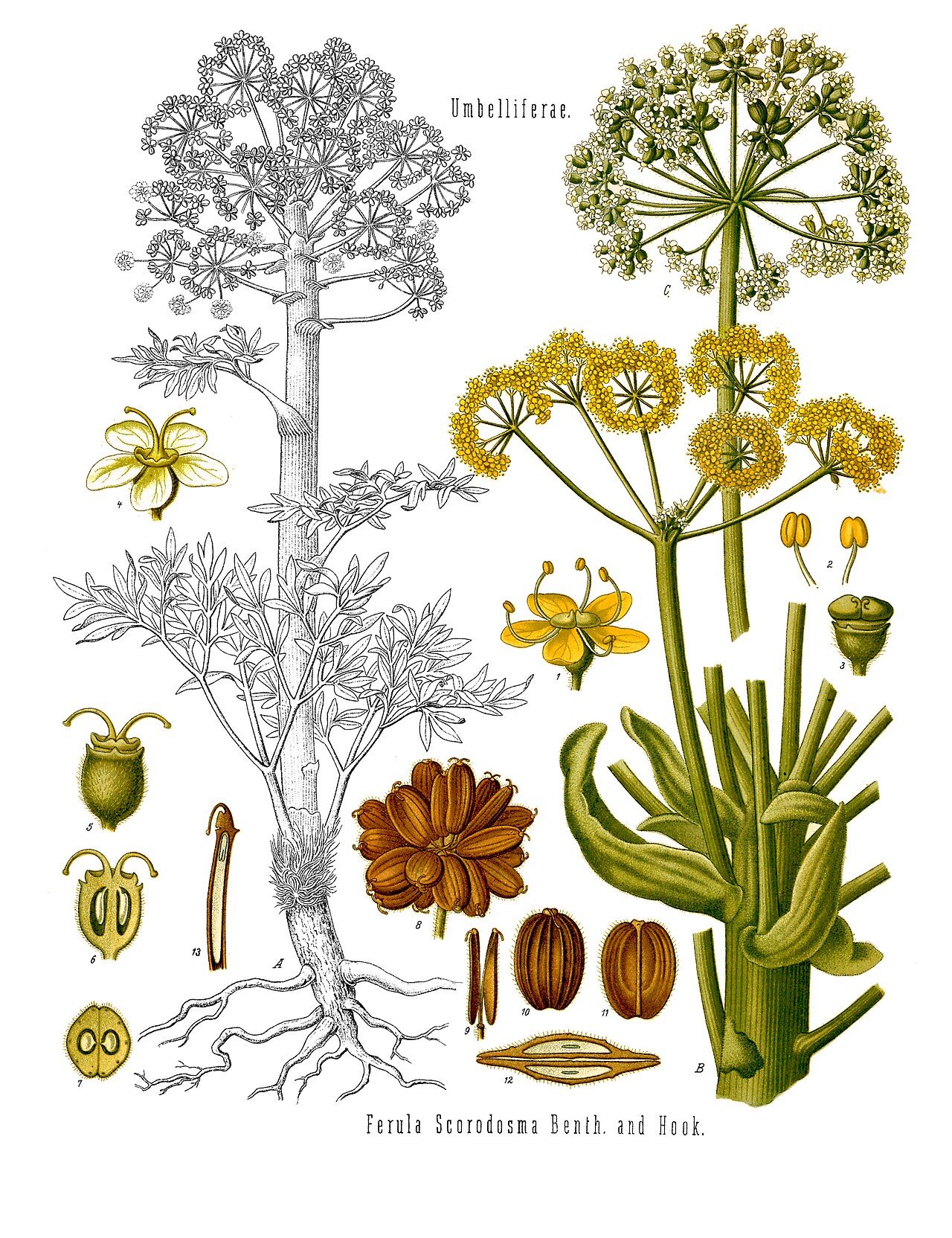 Ferula_assa-foetida_-_Köhler–s_Medizinal-Pflanzen-061 ločidlo - kresba