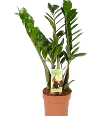 Snag_1ff536 Kulkas zamiolistý