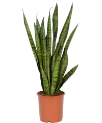 Snag_26f6f9 Tchýnin jazyk