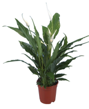 Snag_27a059 Lopatkovec