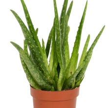 Snag_49bbf aloe vera
