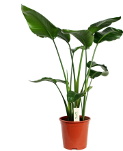 Snag_692dc Strelície královská