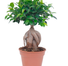 Snag_fe65f Bonsaj Ficus Ginseng