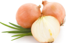 hnojení cibule hnojení cibule