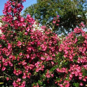 Zábluda (Escallonia rubra)